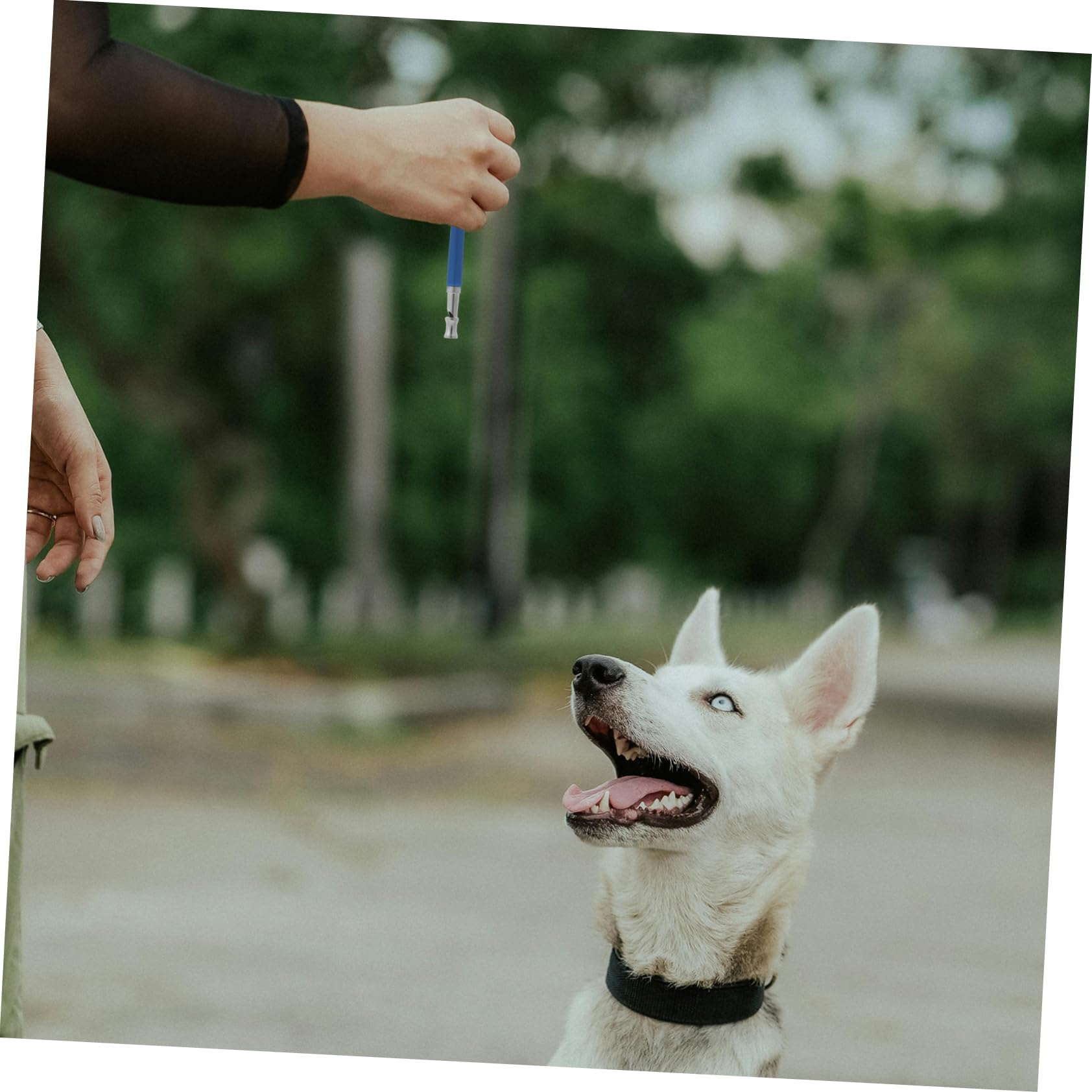 Beavorty 3pcs Pet Whistle for Dogs Dog Whistle Training Effective for Barking Hands-Free Hanging Ring