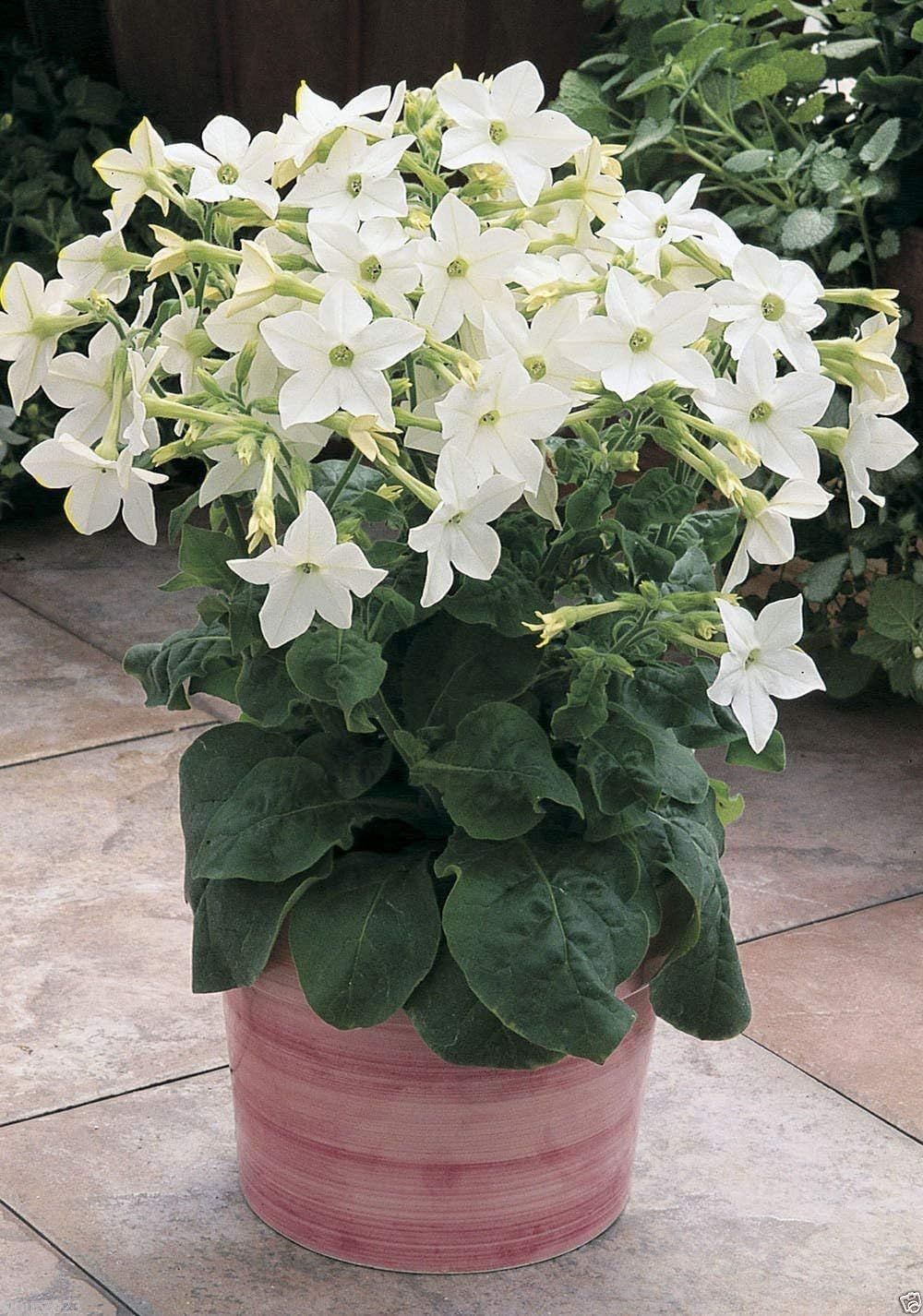 NICOTIANA Alata Reinweißer (200 Samen) blühender Tabak Zierpflanzen