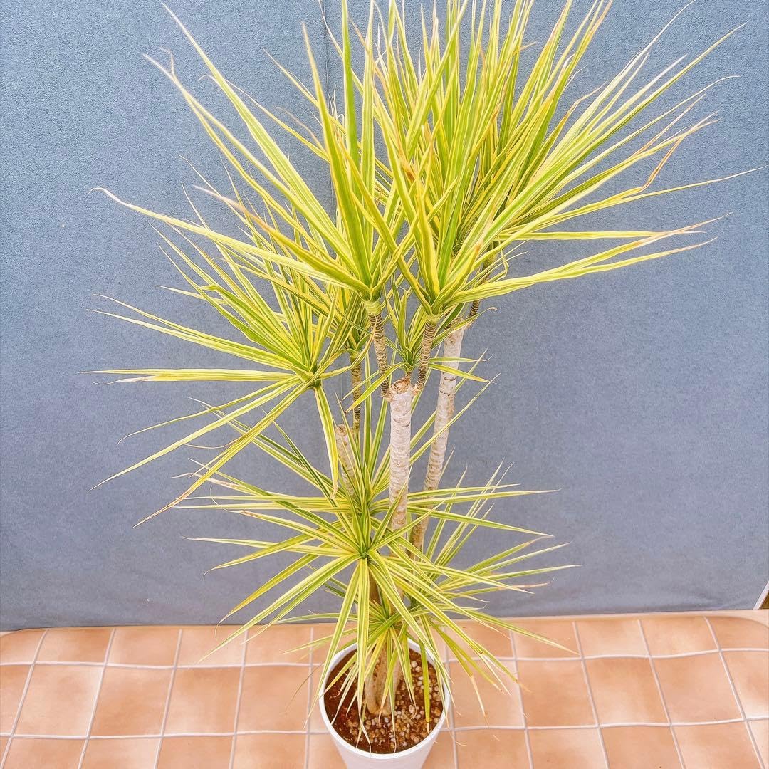 Amazon｜ドラセナ コンシンネ ホワイボリー 1観葉植物 インテリア
