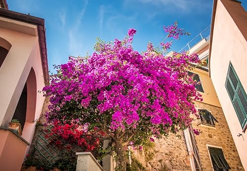 Miniatura 6 de 2 plantas de buganvillas vivas y vibrantes flores de buganvillas para jardín, adorno perenne de 4-9 Inc (morado)