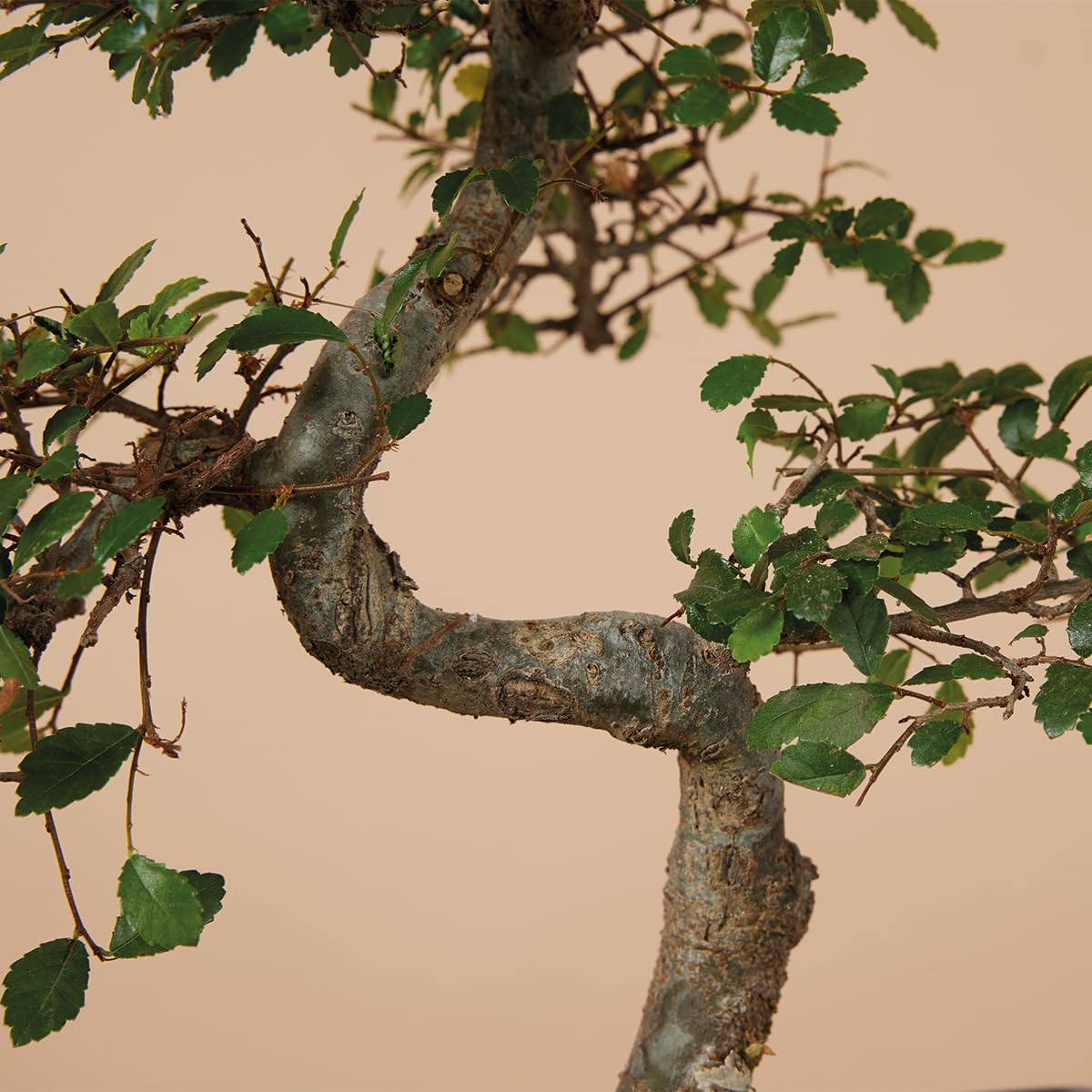 Bloomique - Bonsai Zelkova - S-Form - Bonsaibaum - Zimmerpflanzen - Höhe 20-30 cm - 15 cm breit - inklusive Keramiktopf und Schale
