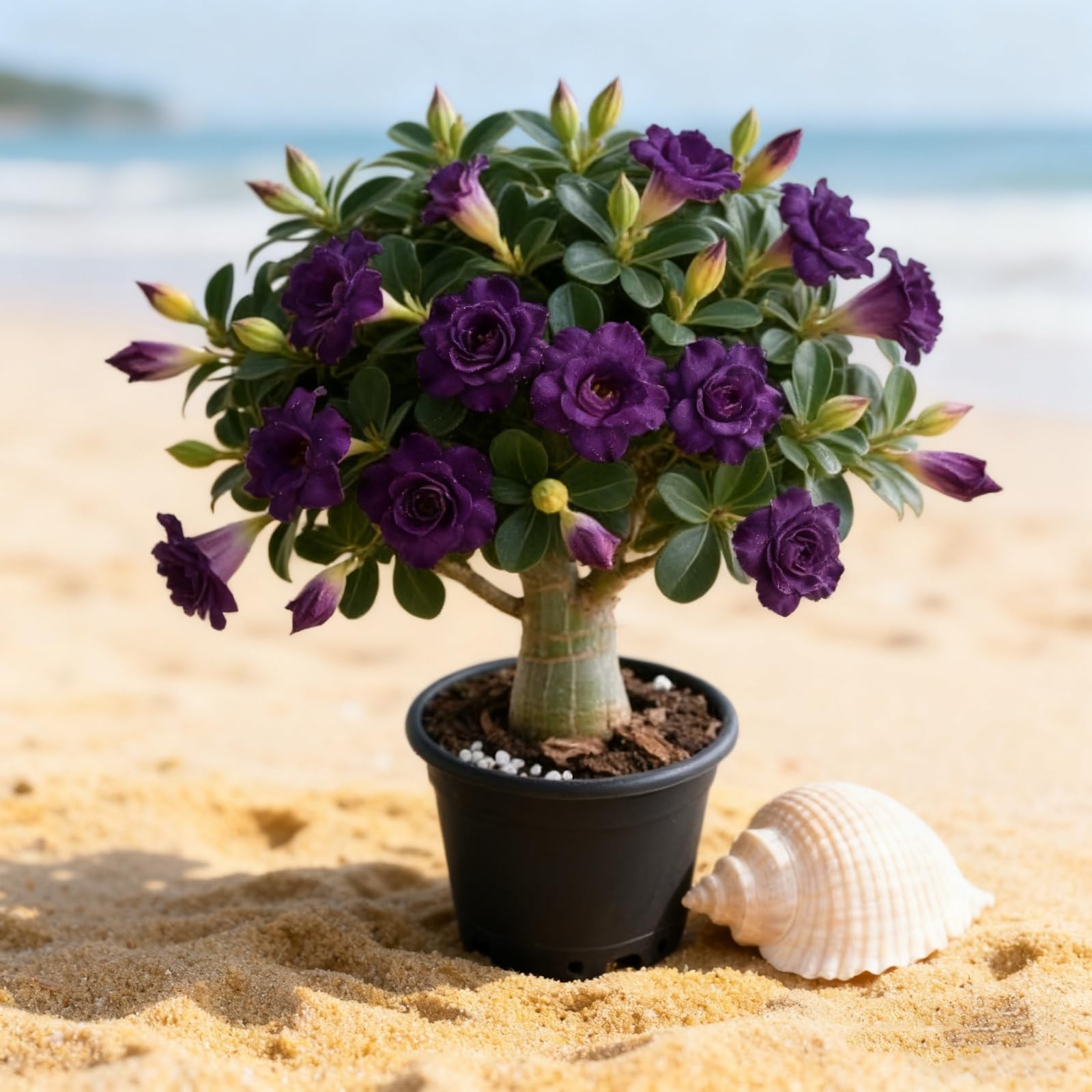 Adenium/Desert Rose for Planting UK-Bedding/Gorgeous/Ornamental/Potted/Plants/Rhizome/Resistant-I-1 Bulbs