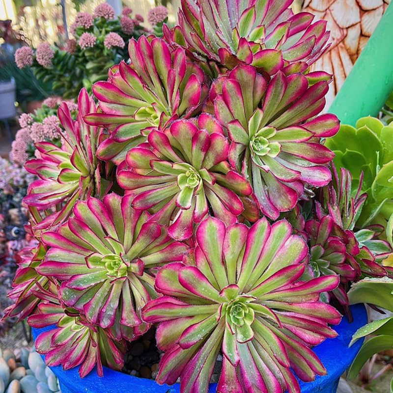 Miniatura 3 de Rara planta aeonium viva suculenta en maceta de 4 pulgadas, planta viva suculenta roseta para cultivo en interiores y exteriores