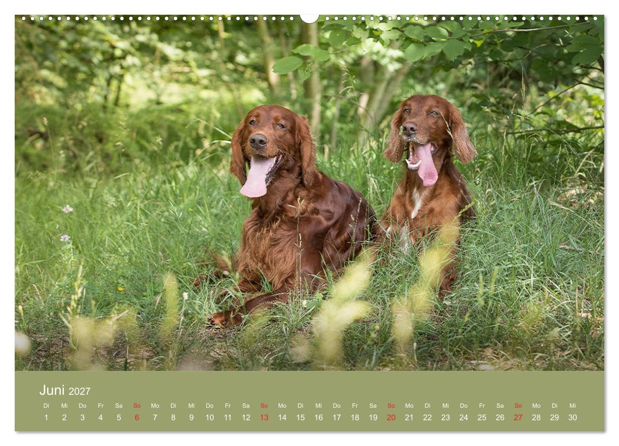 CALVENDO - Setter - Geliebter Freund und Jagdkamerad (hochwertiger Premium Wandkalender 2027 DIN A2 quer), Kunstdruck in Hochglanz: Der Setter - treuer Freund der Familie und verlässlicher Partner auf