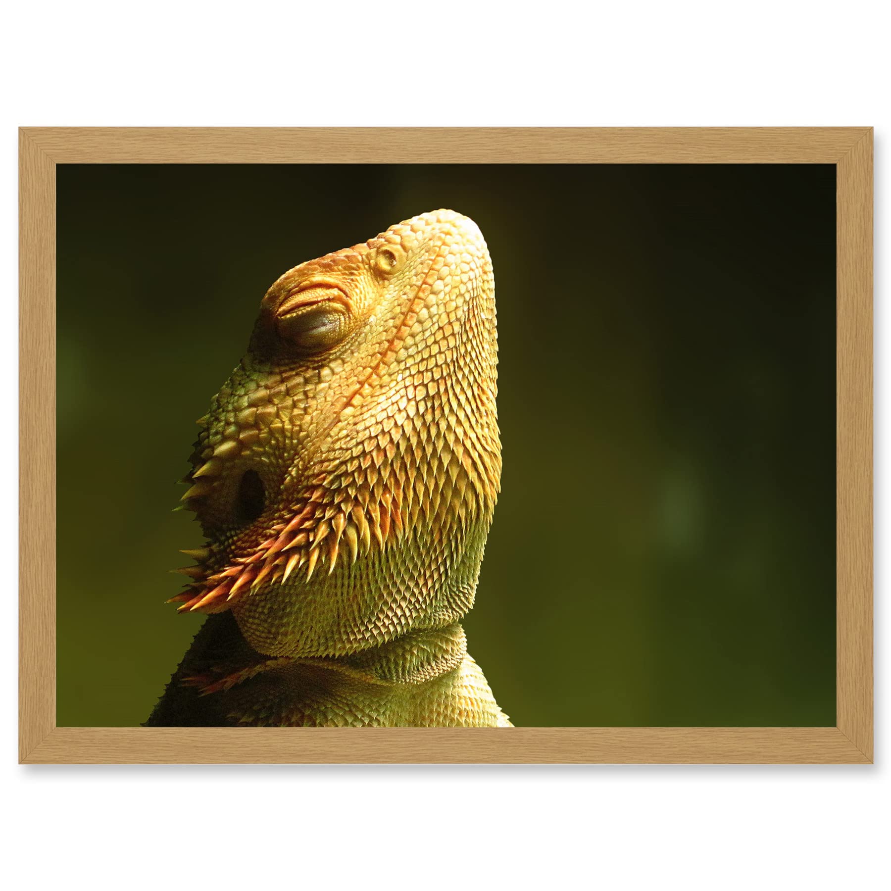 Artery8 Bearded Dragon Reptile Sunbathing A4 Artwork Framed Wall Art Print