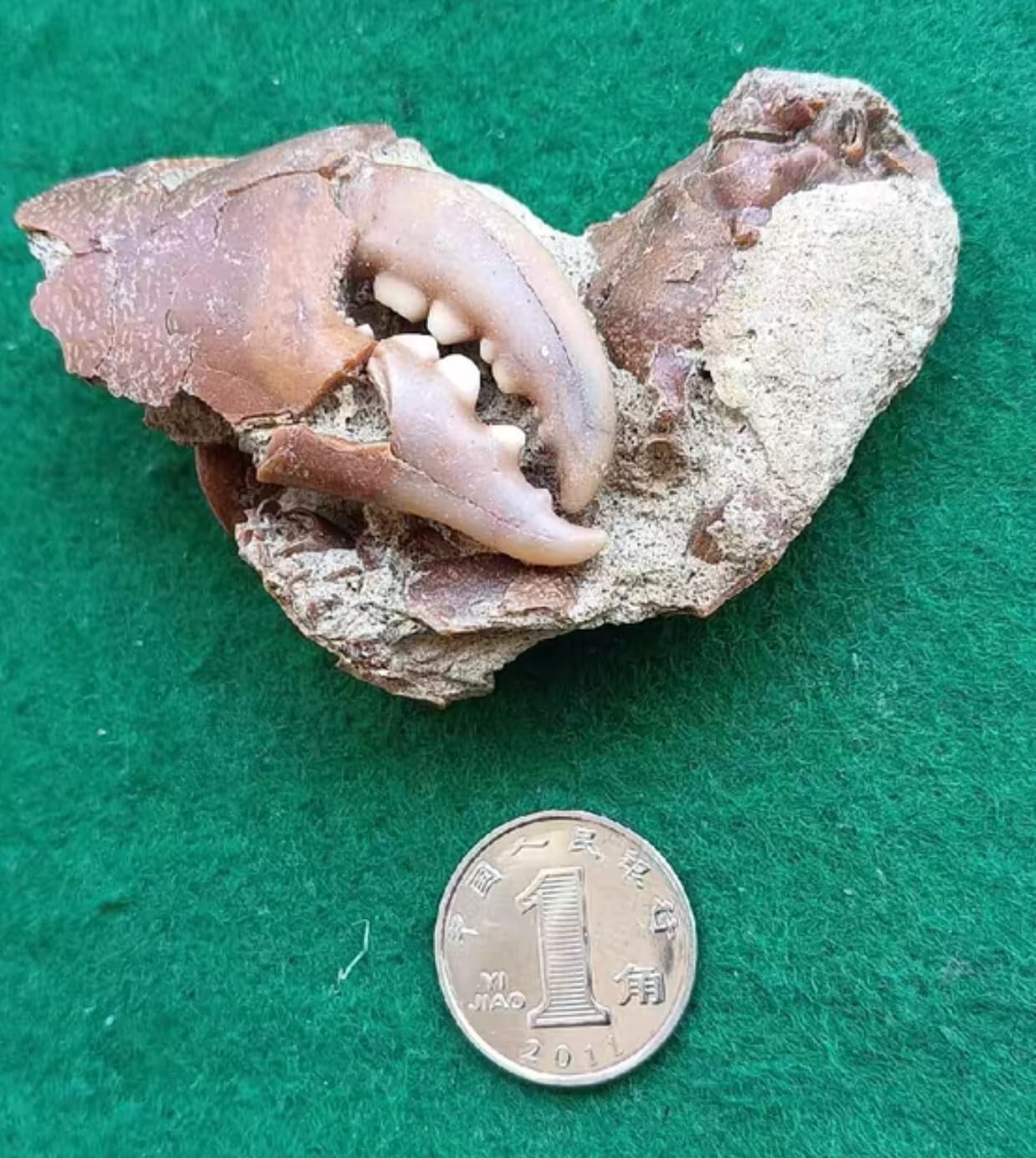 2PC Jurassic Natural Crab Animals Fossils Dinosaur Age