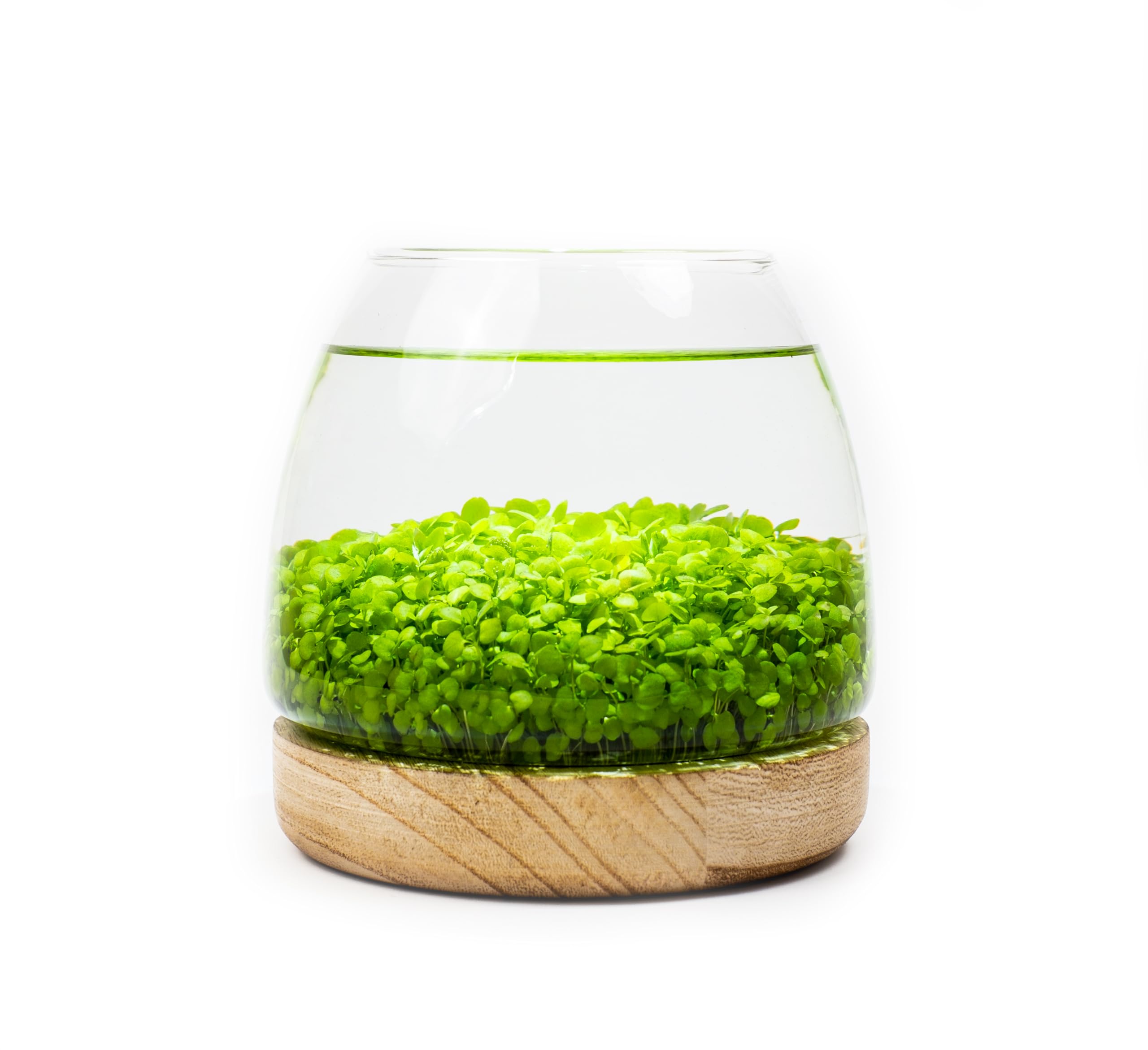 Kraftstories Water Terrarium Kit with 5.9” Glass Bowl, Substrate and Seeds | Create Your Own Indoor Garden | DIY Complete Set for Simple, Stunning Growth Unique Gift for Nature Lover | Desktop Decor
