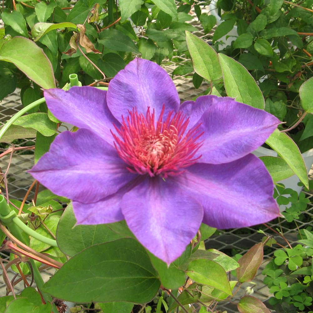 Amazon.co.jp: クレマチス 9cmポット苗 マルチブルー cl-070 : DIY