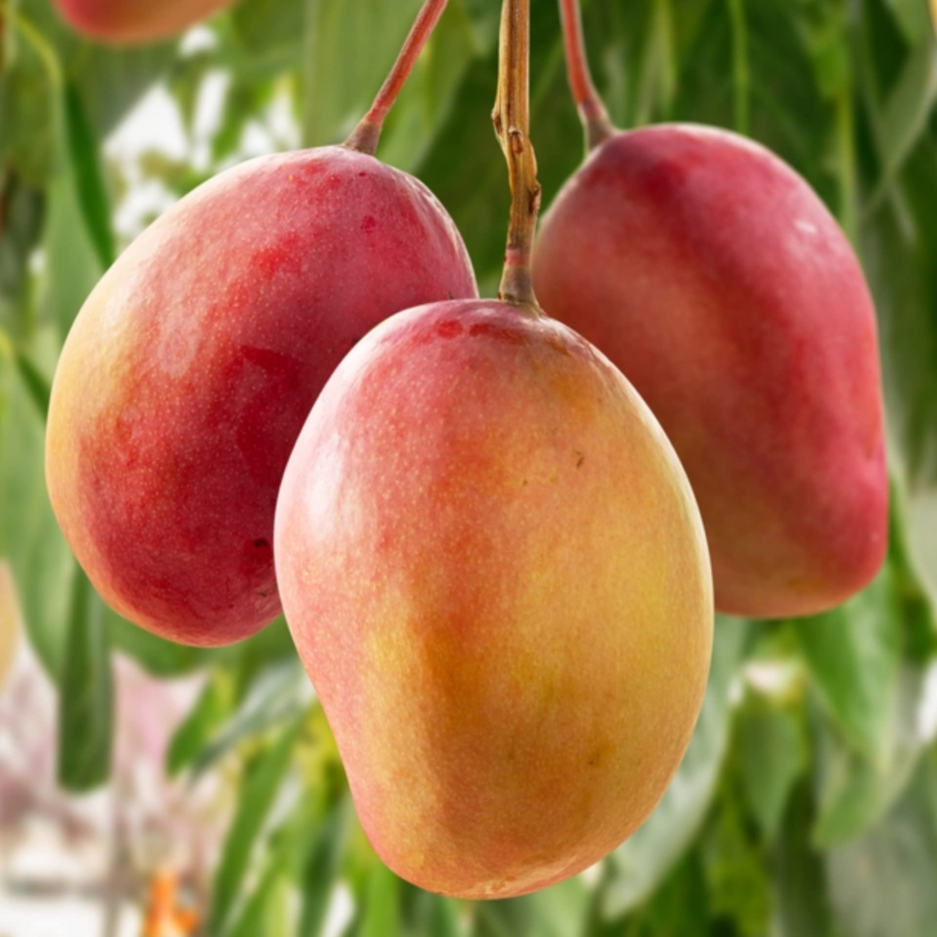 Native Earth Nursery " Ambika Mango " Hybrid Healthy Mango Fruit Plant (Grafted Plant, 2-3 Feet Height) Live Plant for Home Garden (B0C3KR6SBZ) Amazon Price History, Amazon Price Tracker