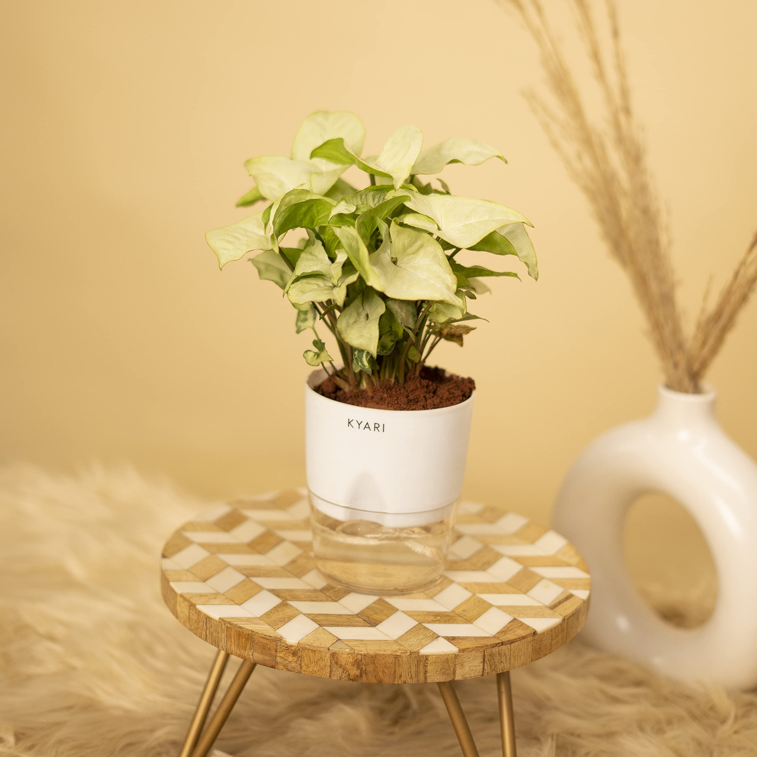 KYARI Syngonium Pixie White Indoor Plants for Living Room | Live Plants | Plants with White Pot for Home | Air purifier plants | Plants for Home Decor
