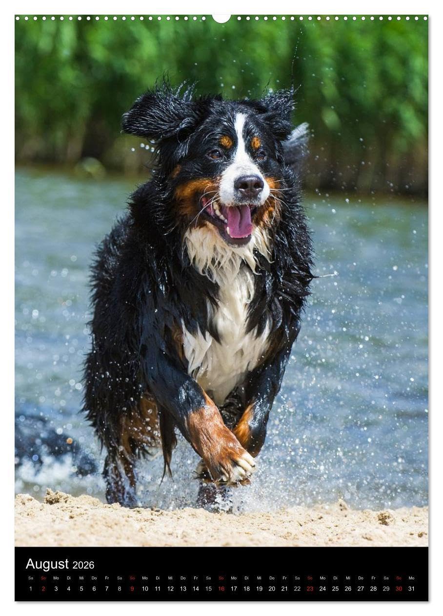Faszination Berner Sennenhund (hochwertiger Premium Wandkalender 2026 DIN A2 hoch), Kunstdruck in Hochglanz: Auf 13 bezaubernden Fotos begleiten uns Berner Sennenhunde durch das Jahr (CALVENDO Tiere)