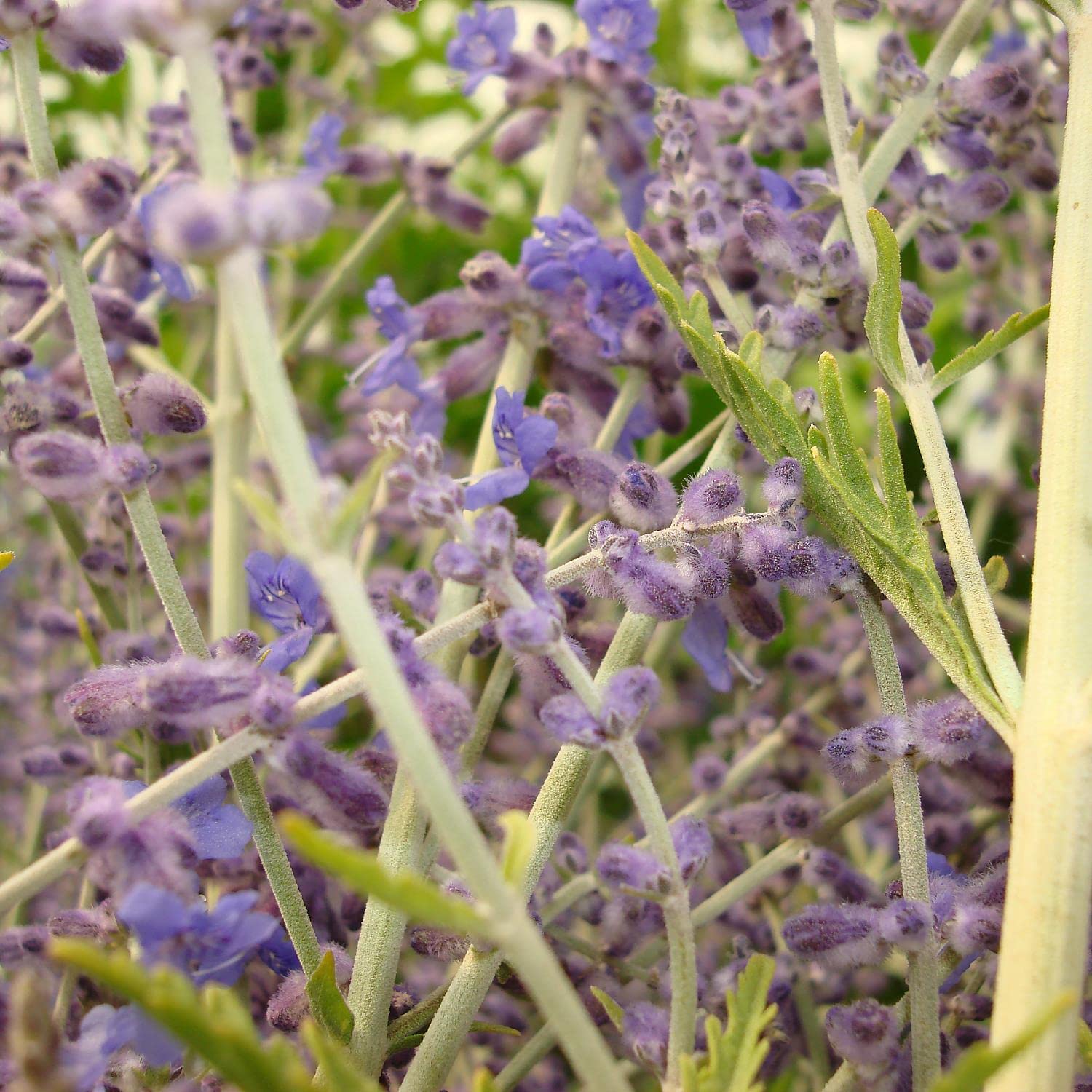 Blauraute 'Lacey Blue' Perovskia - Violettblaue Blüten Silbriges Laub