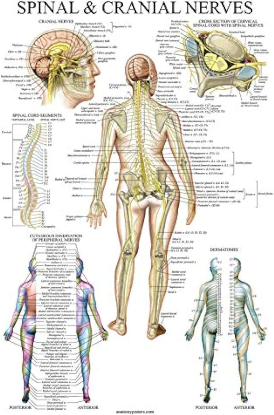 Palace Learning Spinal Nerves Anatomical Chart - Spine and Cranial Nervous System Anatomy Poster (with Dermatomes) (LAMINATED, 18 x 24)