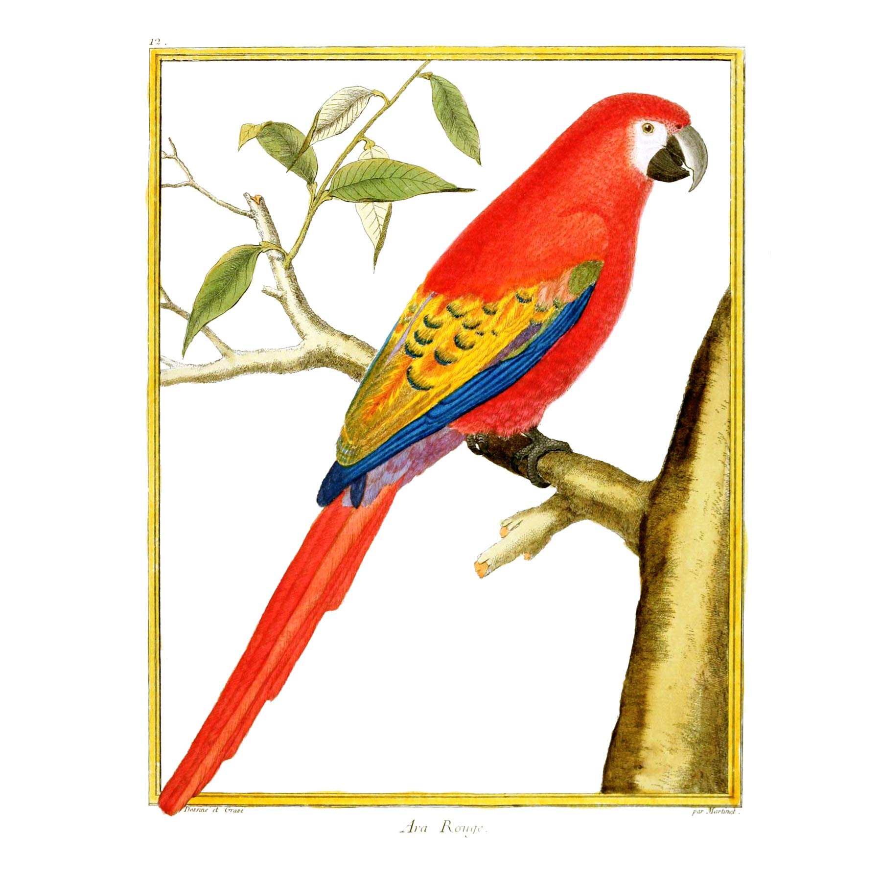 Kunstdruckposter mit Vogelmotiv und rotem Papagei