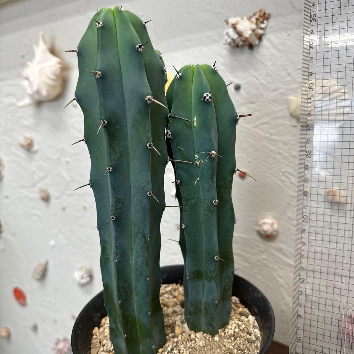 竜神木 サボテン 4.5号鉢 Amazon.co.jp: サボテン《竜神木》5号鉢