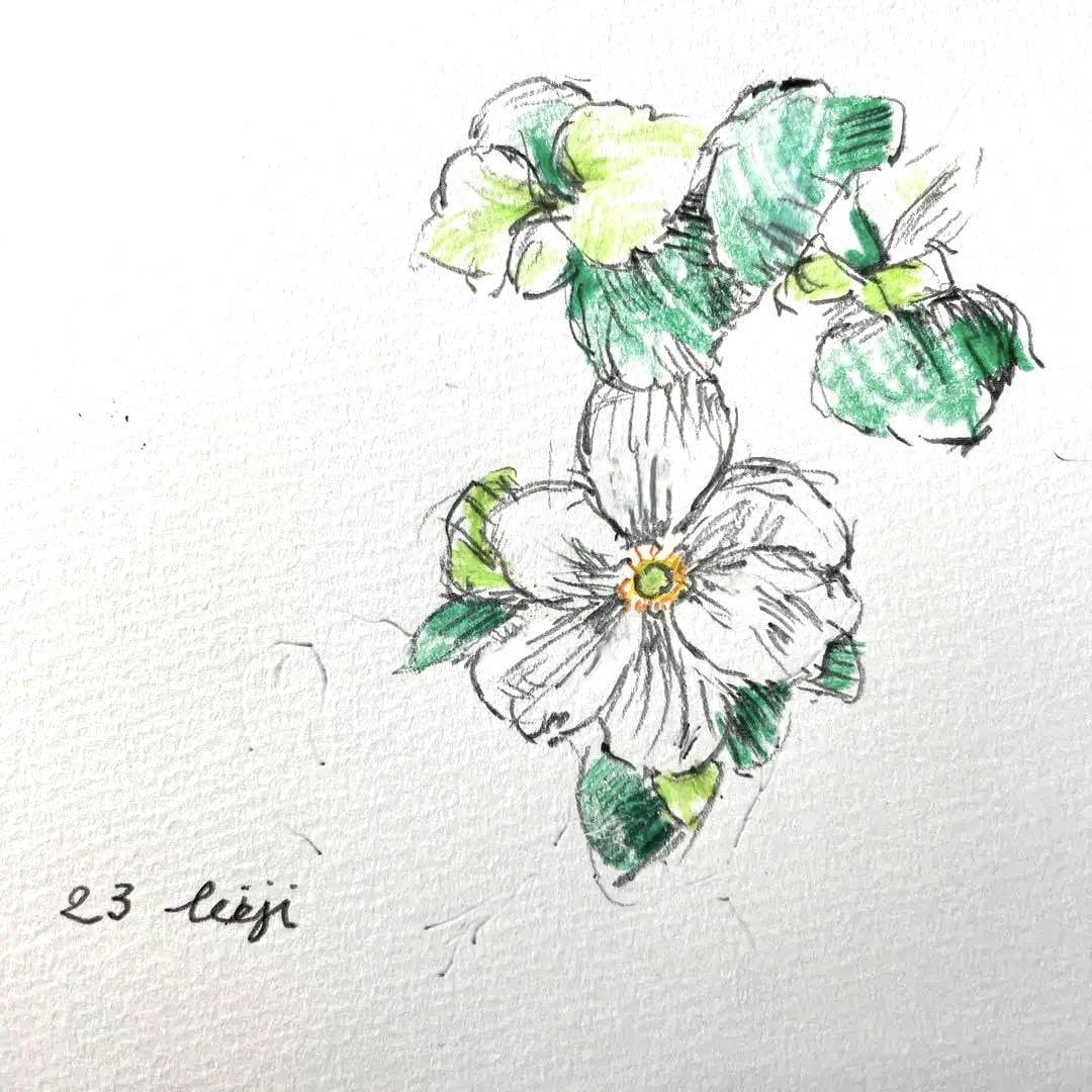 Amazon.co.jp: 絵画 秋明菊 花 : ホーム＆キッチン