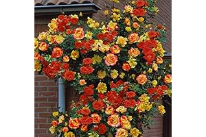 Orange Yellow Climbing Rose Live Plant, Ready to Bloom