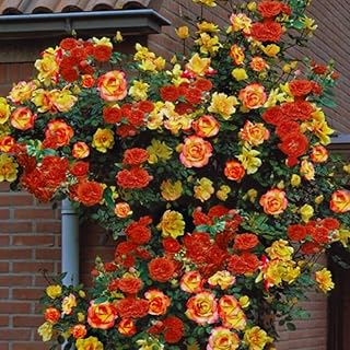 Orange Yellow Climbing Rose Live Plant Well Rooted, No Leaf, Ready to Pl...