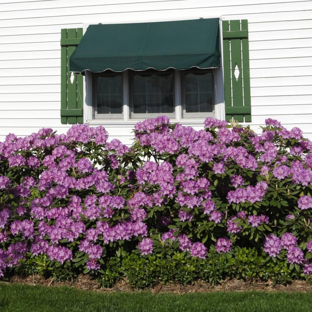 Brighter Blooms Lavender Rhododendron