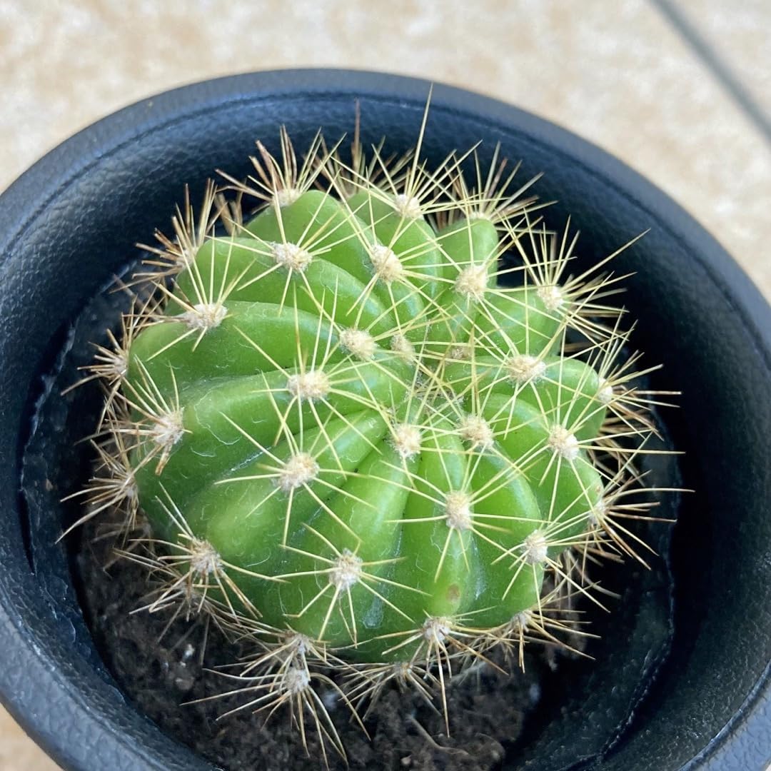 Amazon.co.jp: サボテン 抜き苗 金盛丸(キンセイマル) 6cmポット