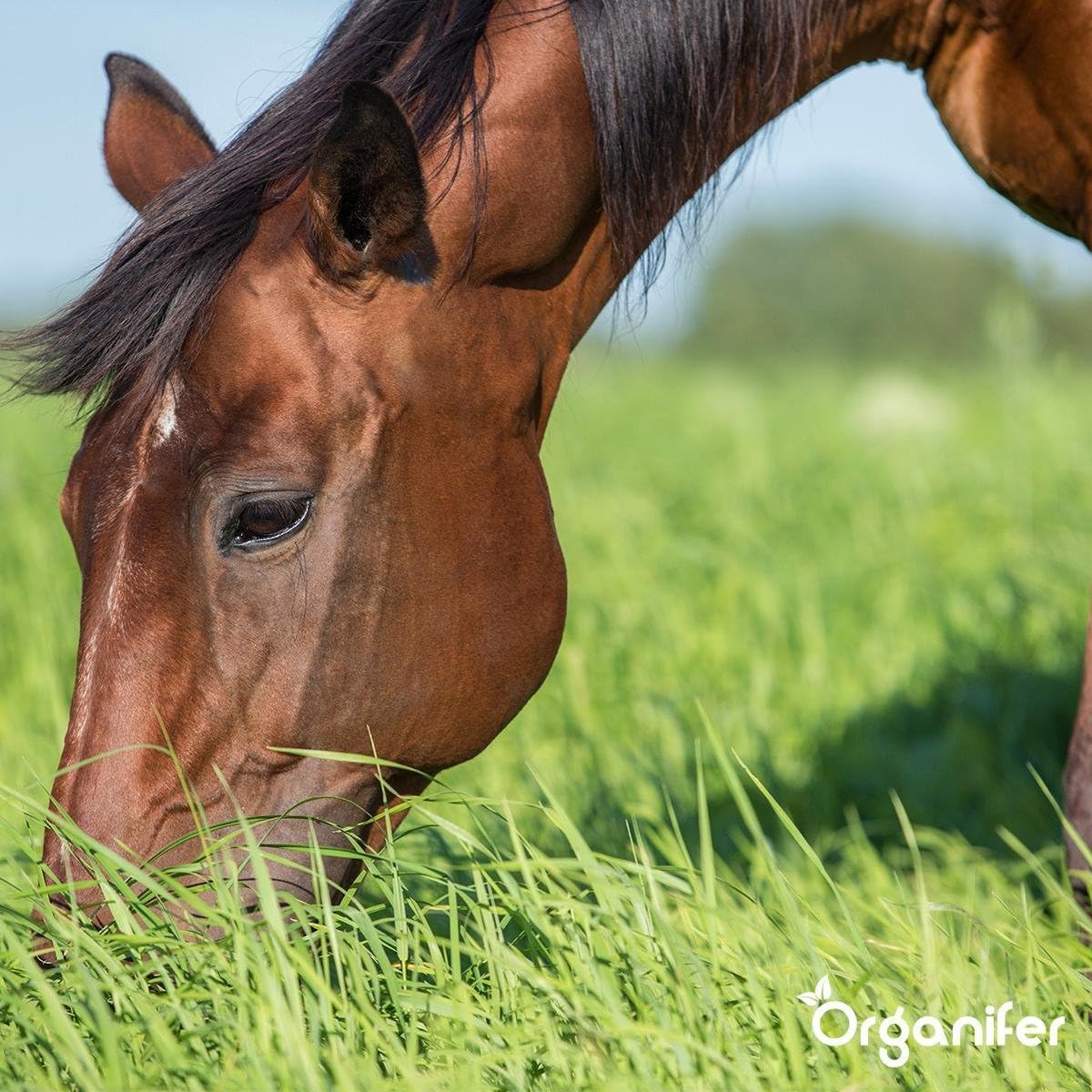 Semillas De Pasto De Pradera - Crecimiento De Pasto - 15kg | Para Caballos Y Ganado Menor - Semillas De Pasto - Restauración De Pastizales - Plantación De Pasto - Organifer