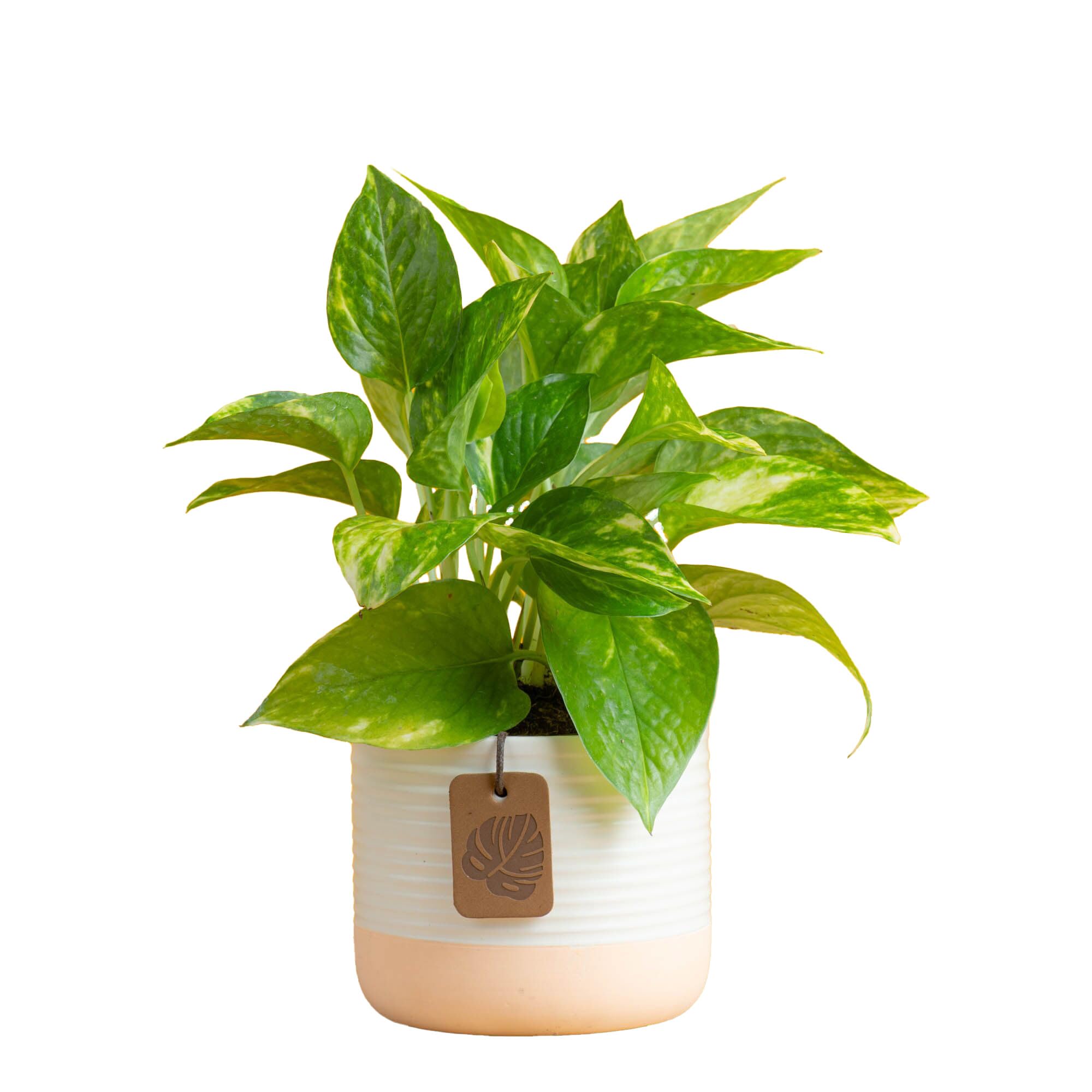 Costa Farms Pothos Plant, Devil's Ivy in Decorative Pot, Easy to Maintain, Air Purifying Indoor Houseplant, Trellis, Shelf, Room, or Office Decor, House Warming Gift, 8-12 Inches Tall