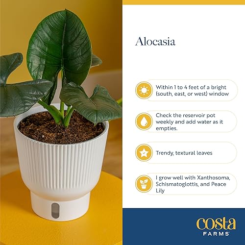 Miniatura 6 de Costa Farms Alocasia Regina - Planta viva en maceta de riego automático, planta de interior perfecta para decoración del hogar, habitación u