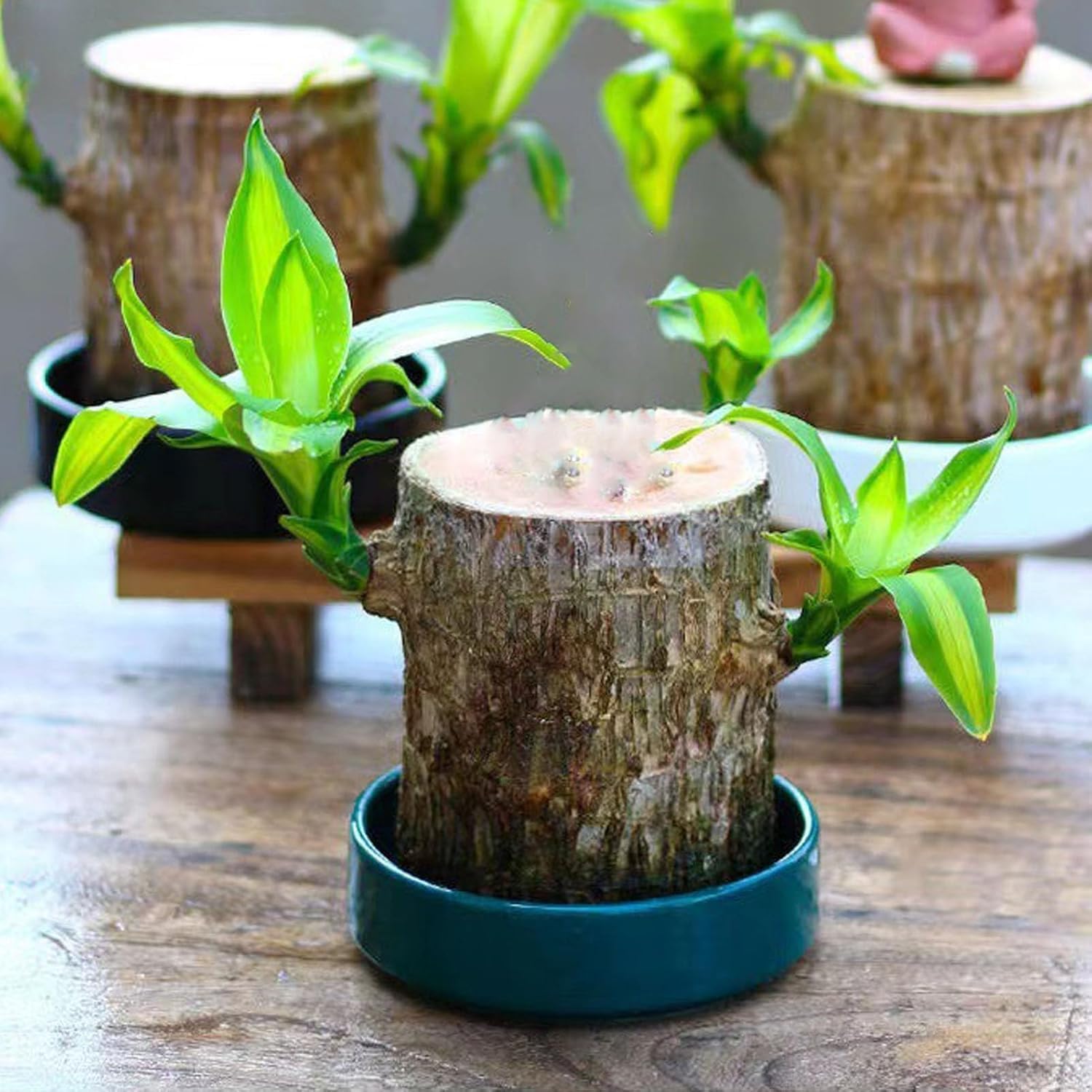 Brazilian lucky wood (Small) | Charm Wood | Good Luck plant | Indoor Feng Shui plant | Home Decor plants Without Pot. (B0DGL2ZVZT) Amazon Price History, Amazon Price Tracker