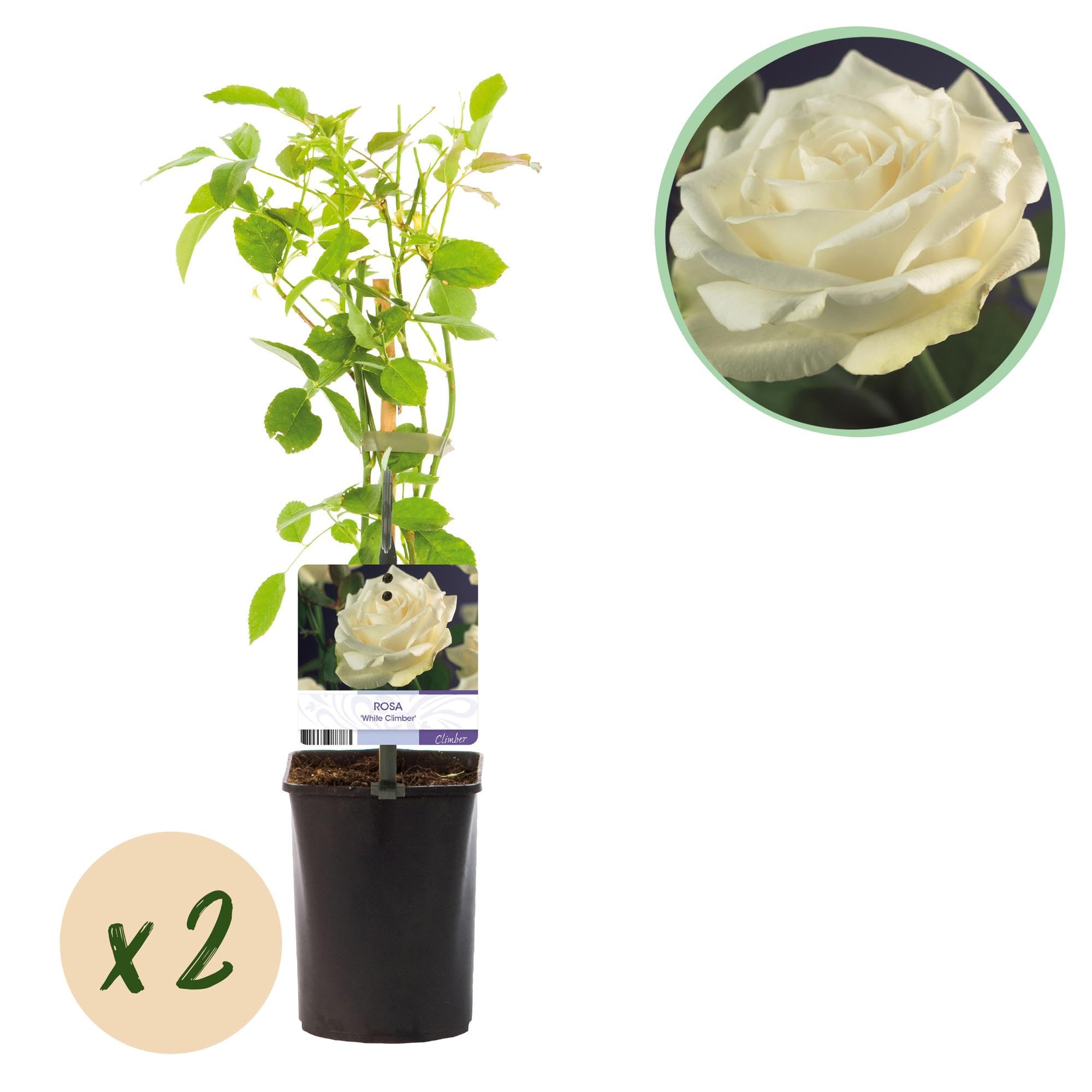 Rosal Trepador Resistente, Exterior, Flores Blancas, 2 Plantas, 40cm