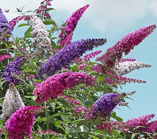 Miniatura 3 de Semillas Mariposa Arbusto Mezcla Buddleja Davidii Flores Perennes 1000 Semillas