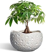 Vista 18 de Macetas de Cerámica Thirtypot - Maceta de 4 Pulgadas con Agujero de Drenaje, Macetas Pequeñas para Plantas de Interior y Exterior, Maceta Redonda