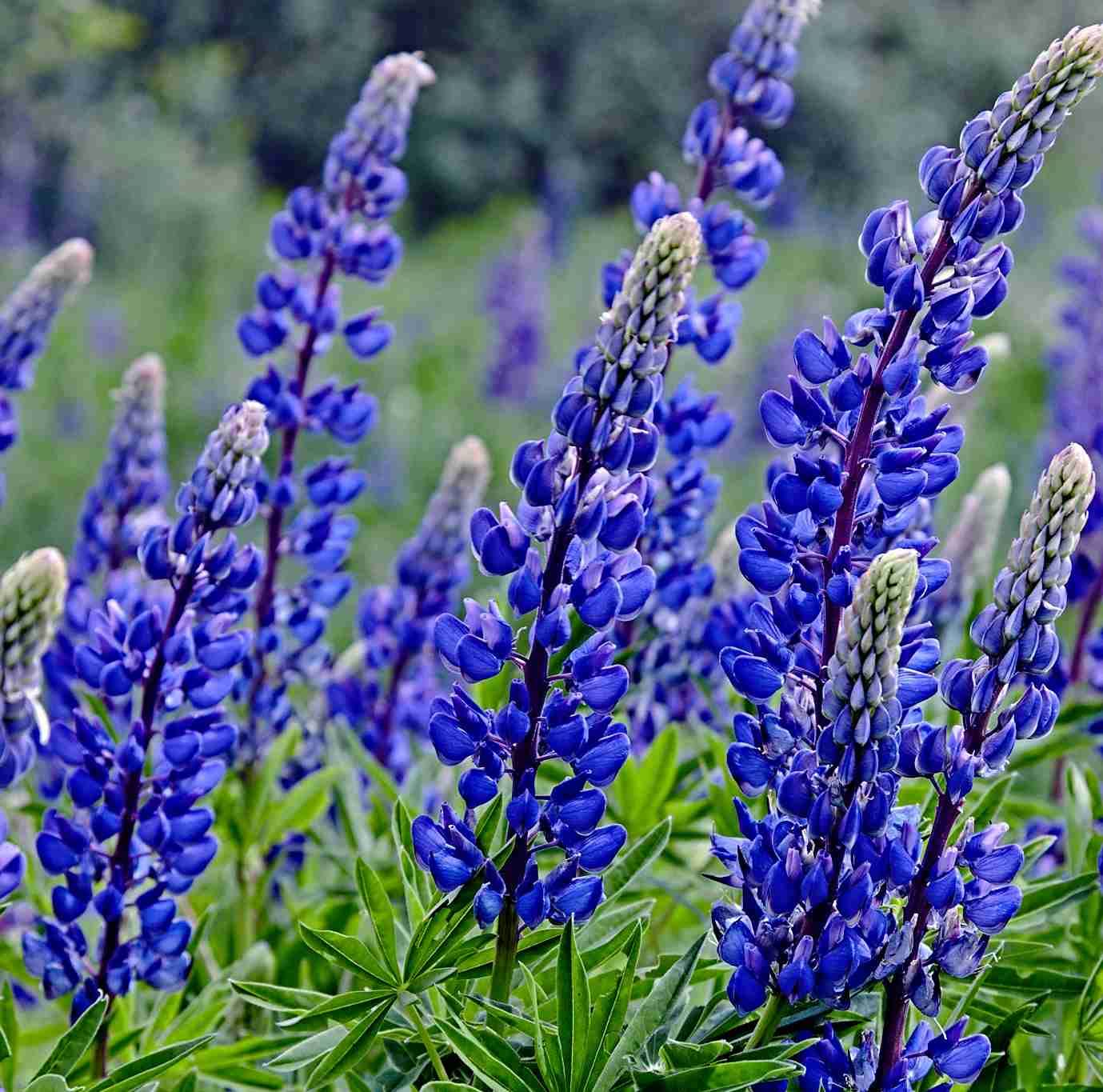 100 blaue Slupine Samen, Lupinus angustifolius, vegane Kche, z.B.  Lupinenmilch : Amazon.de: Garten