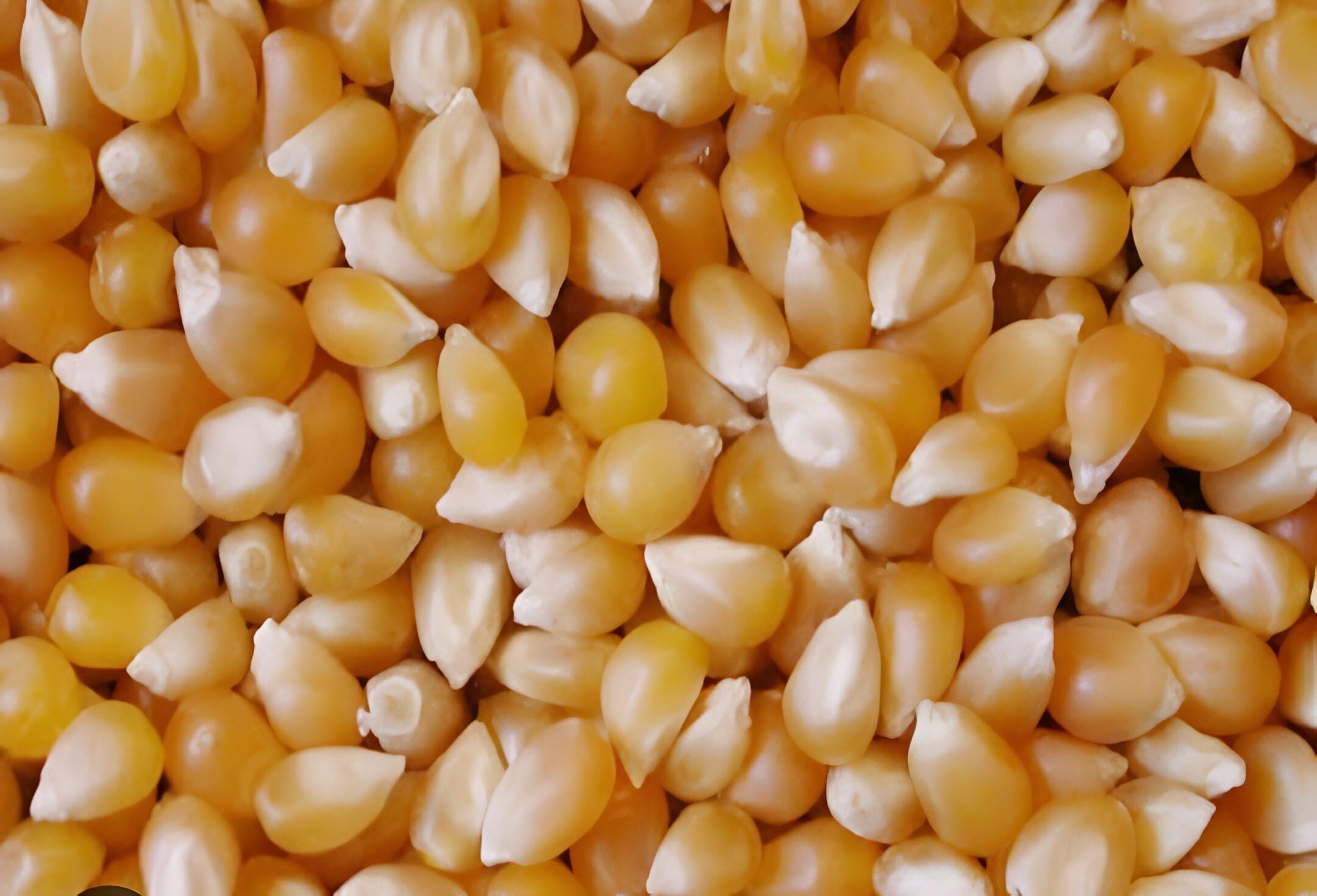 Dhanyashray Maize Corn (Yellow) 1Kg | Sabut Makka Grain (Whole