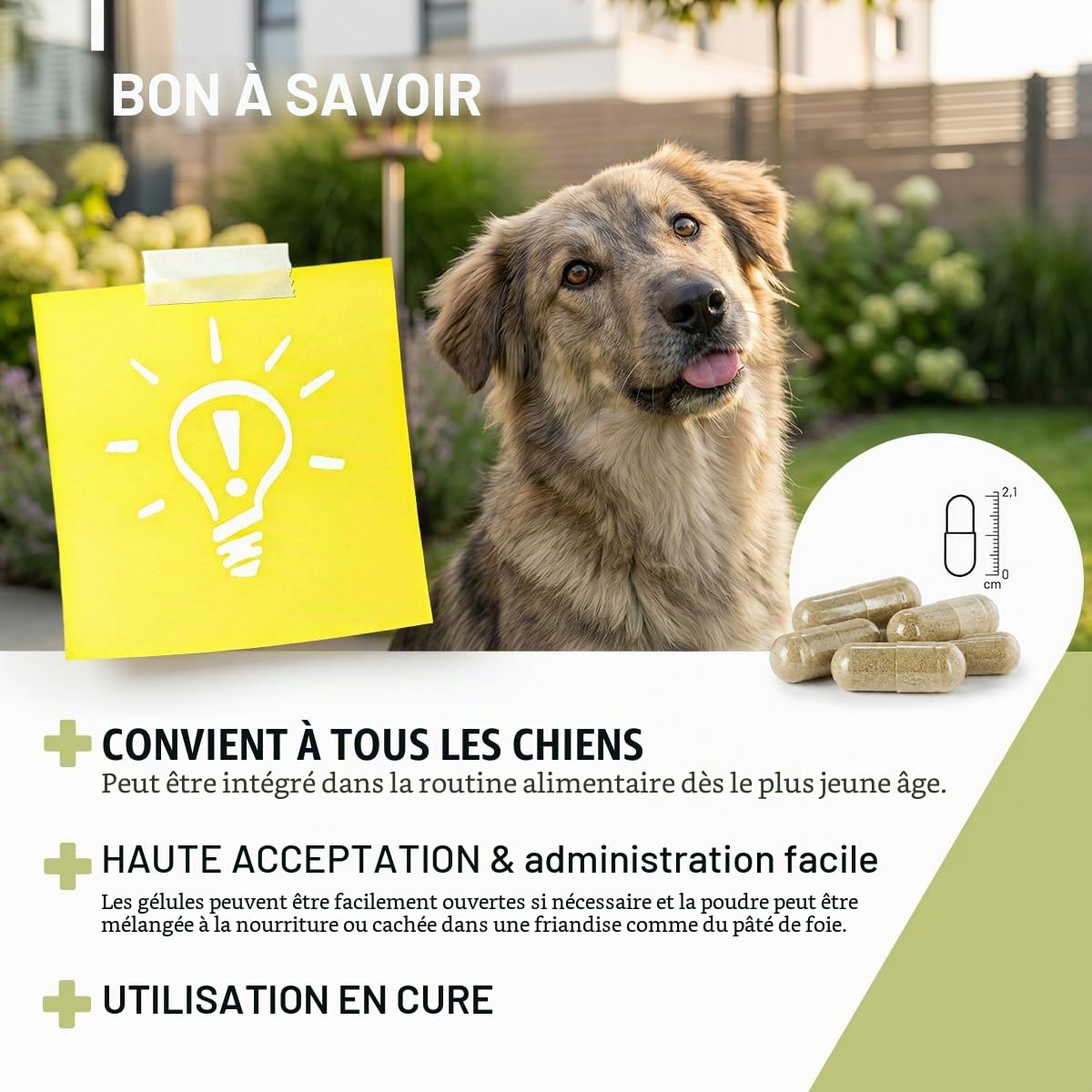 ReaVET Lot de 50 gélules d'herbes vermifuges secondaires pour chiens - Formule naturelle végétale - Vermifuge secondaire - Sans anthelminthique