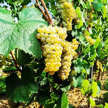 Amazon.com: 黃金葡萄藤活植物1-2 歲甜葡萄植物生長葡萄水果起始