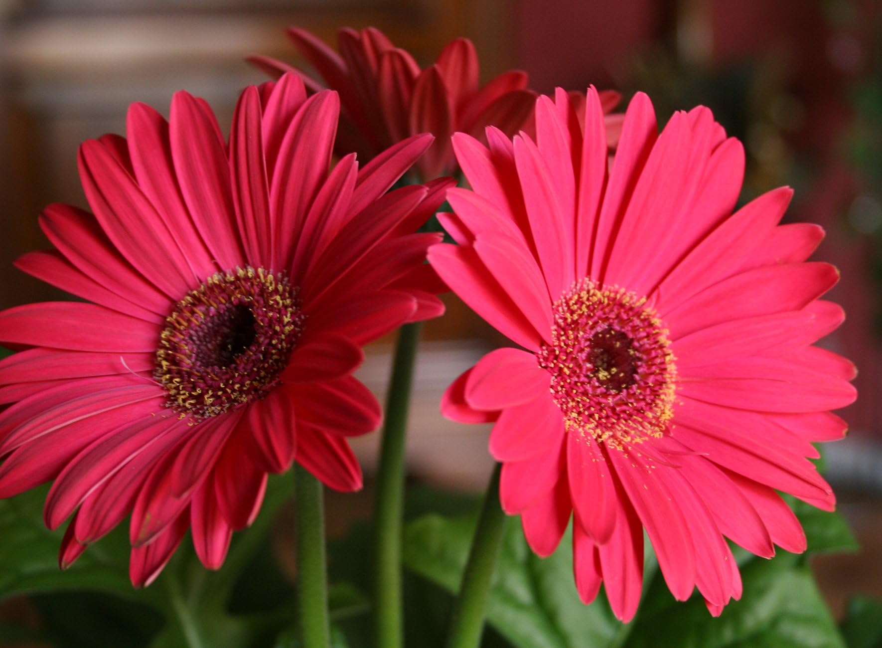 Gerbera flower seeds all colours || Seeds for all colours gerbera flower || 20 seeds (B0CX9549YG) Amazon Price History, Amazon Price Tracker