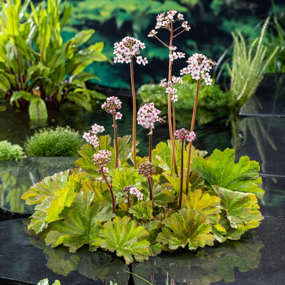 Darmera peltata – Bog and Pond-Side Perennial with Pink Spring Flowers, Bold Foliage and Autumn Colour, RHS Award-Winning Garden Plant 9cm Pots x2 By Thompson & Morgan