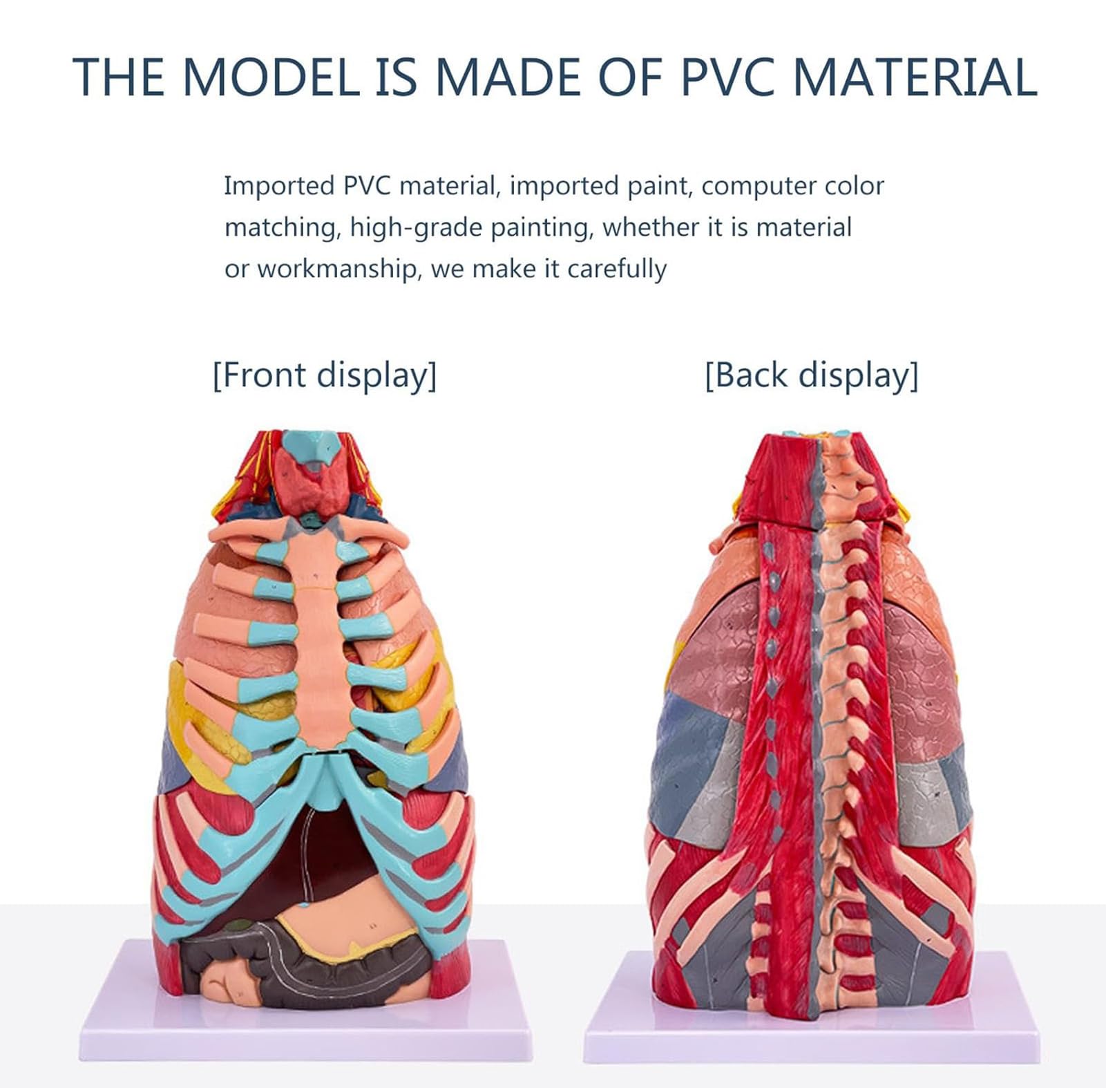 Model wewnętrznych narządów ludzkich - model anatomiczny w rzeczywistej wielkości klatki piersiowej, z odczepianym sercem, wątrobą i płucami, materiał PVC - do nauki lub nauczania