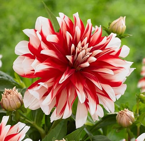 Dahlia - Bombillas decorativas de dinamita doble flor y bombillas de aspecto llamativo dalia de larga duración fácil de cultivar paquete de 2