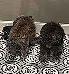 Review Image by K Johncox