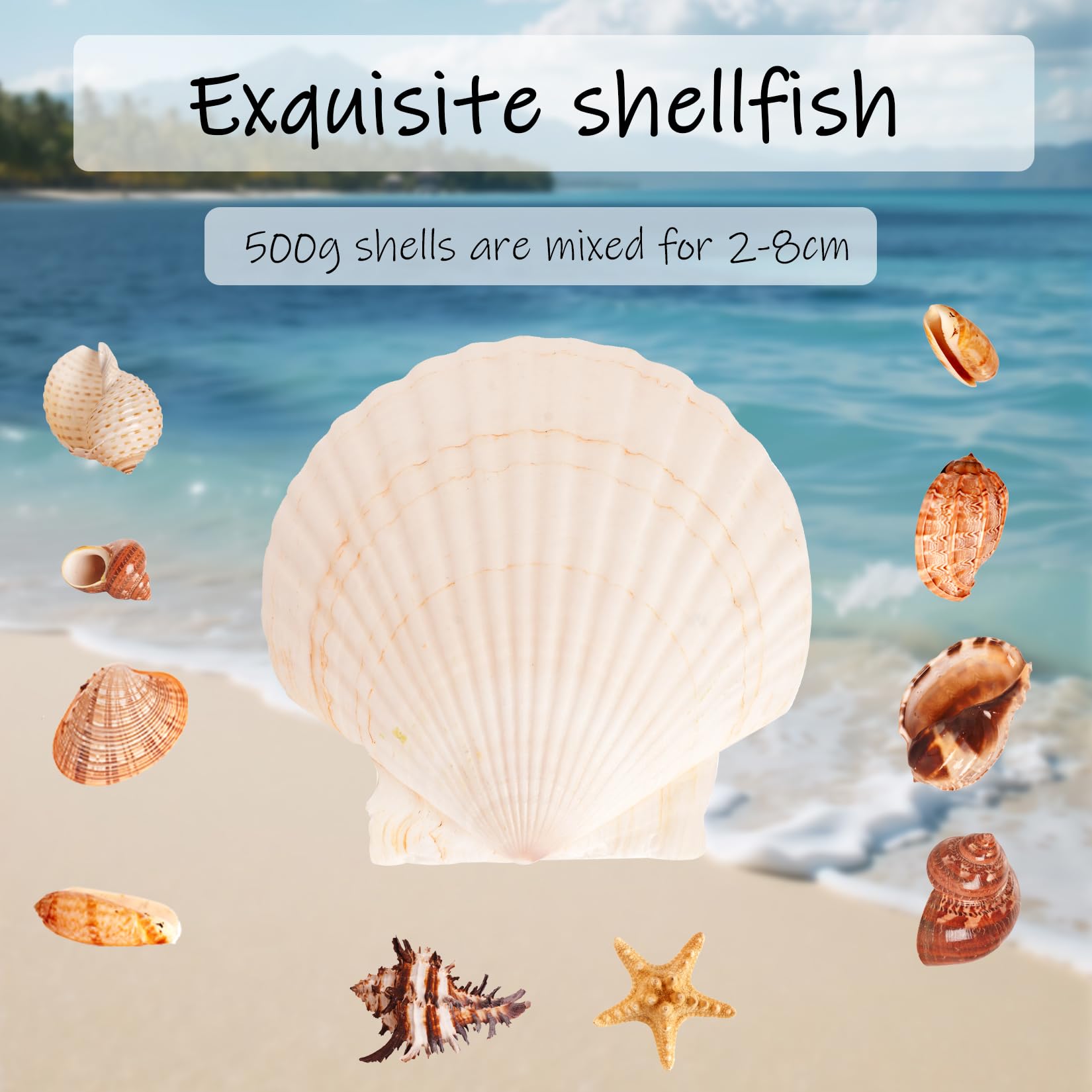 500g Conchiglie Decorative, Conchiglie Marine Naturali da 2-8 cm, Conchiglia per Decorazioni Mare Oceano Artigianato fai da te Acquari Feste a Tema Spiaggia Matrimoniali DIY