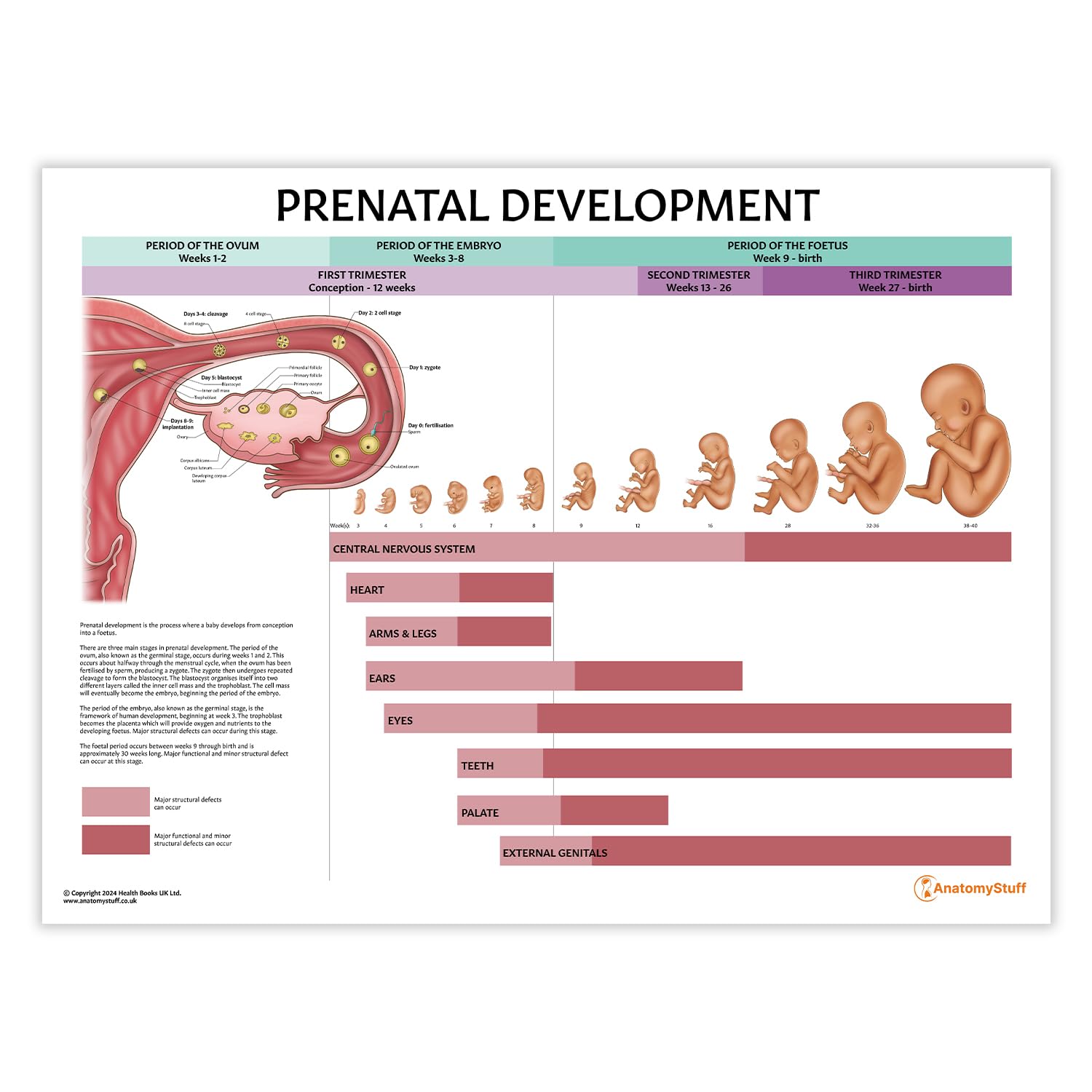 Anatomy Stuff Prenatal Development Poster/Chart 45X60cm, 18X24 Inches, Foetal Growth Diagram, Pregnancy Growth Chart