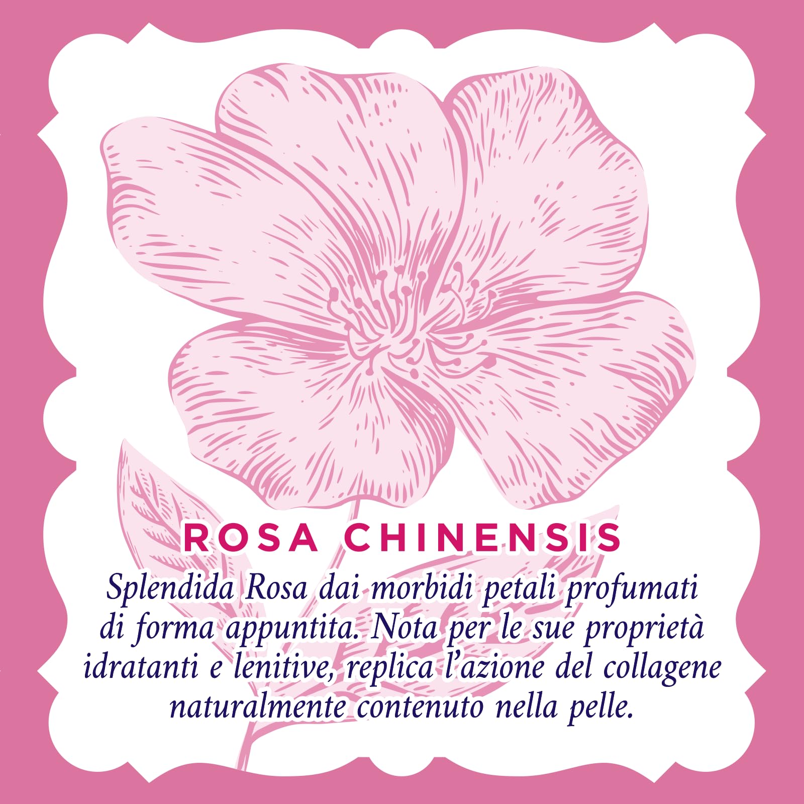 Acqua alle Rose Salviettine Struccanti Lenitive per Pelli Sensibili, con Estratto di Rosa Chinensis, Azione Struccante su Viso, Occhi e Labbra, 6 Confezioni da 20 pz