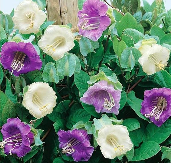 20+ Seeds Cathedral Bells Mix Cobea - Flower Multicolor