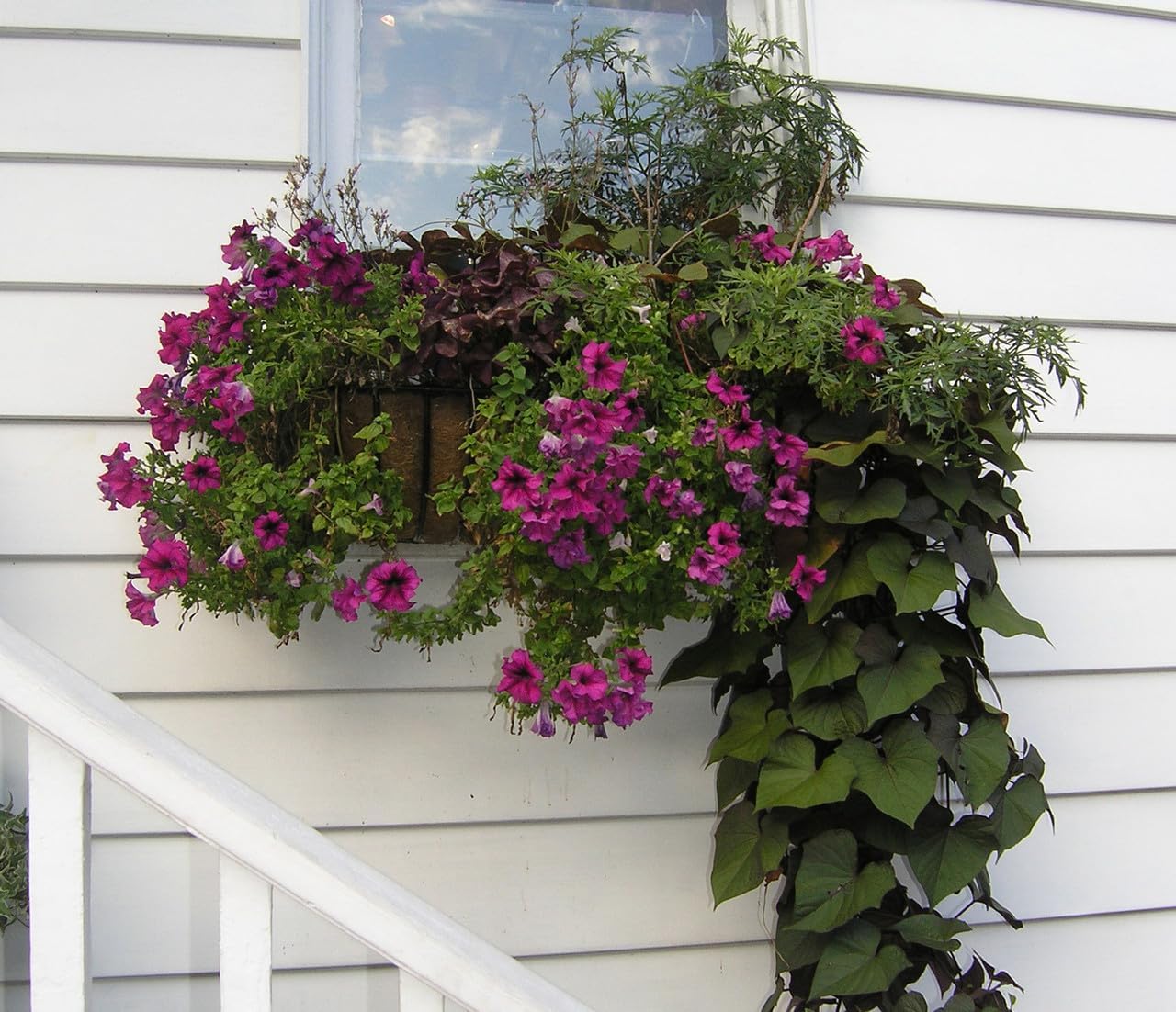 36 in Steel Window Hayrack Window Box PVC Coated Black - 2 Pack