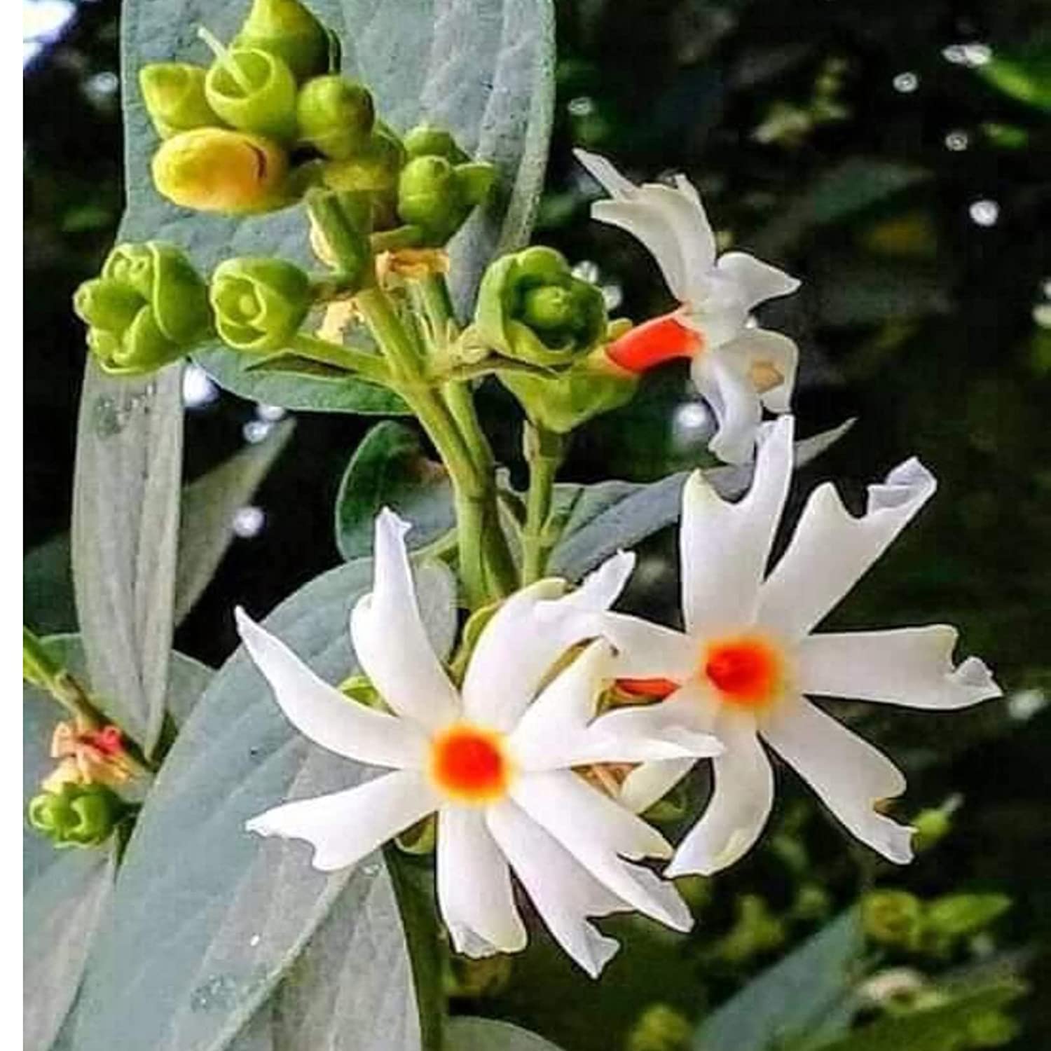 EVOY Rat Ki Rani Jasmine Parijat Harshringar Parijatak Flower Indoor Outdoor Gardening Plant Seeds 20 Seeds DF20 (B0BZT4T7CK) Amazon Price History, Amazon Price Tracker