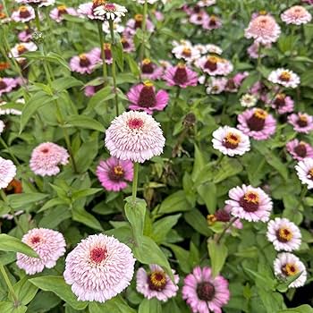 期間限定値下げ！早い者勝ち！　ＦＬＯＲＡＥ　ＪＡＰＯＮＩＣＡＥ　ＦＡＭＩＬＩＡＥ Zinnia Flower Mix (Zinnia elegans) - Pueblo Seed