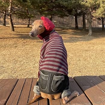 ストレッチデニムパンツロンパース　Mサイズ　イタグレ服 Amazon | D DOGGY STAR イタグレ服 デニム ロンパース つなぎ