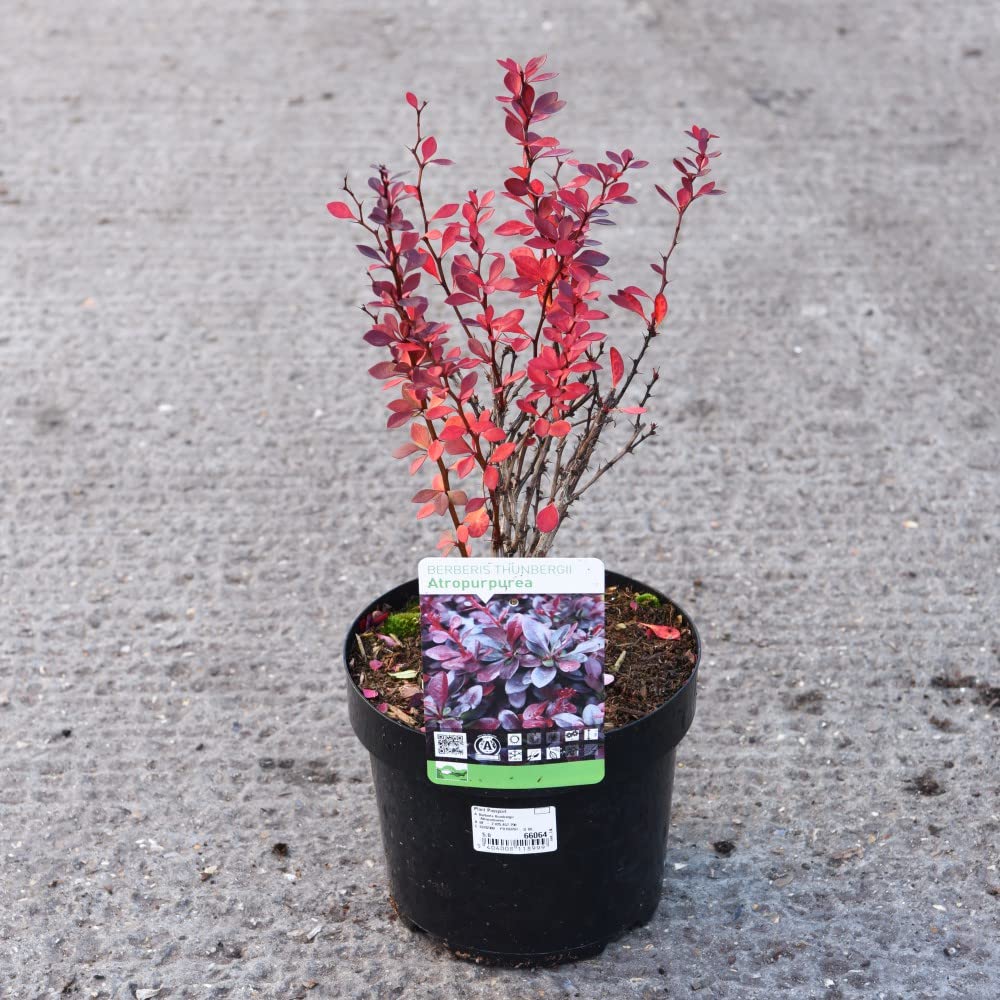 Berberis Thunbergii Atropurpurea Japanese Barberry Hardy Shruv 3.6 Litre Pot x 1 By Thompson & Morgan (1)