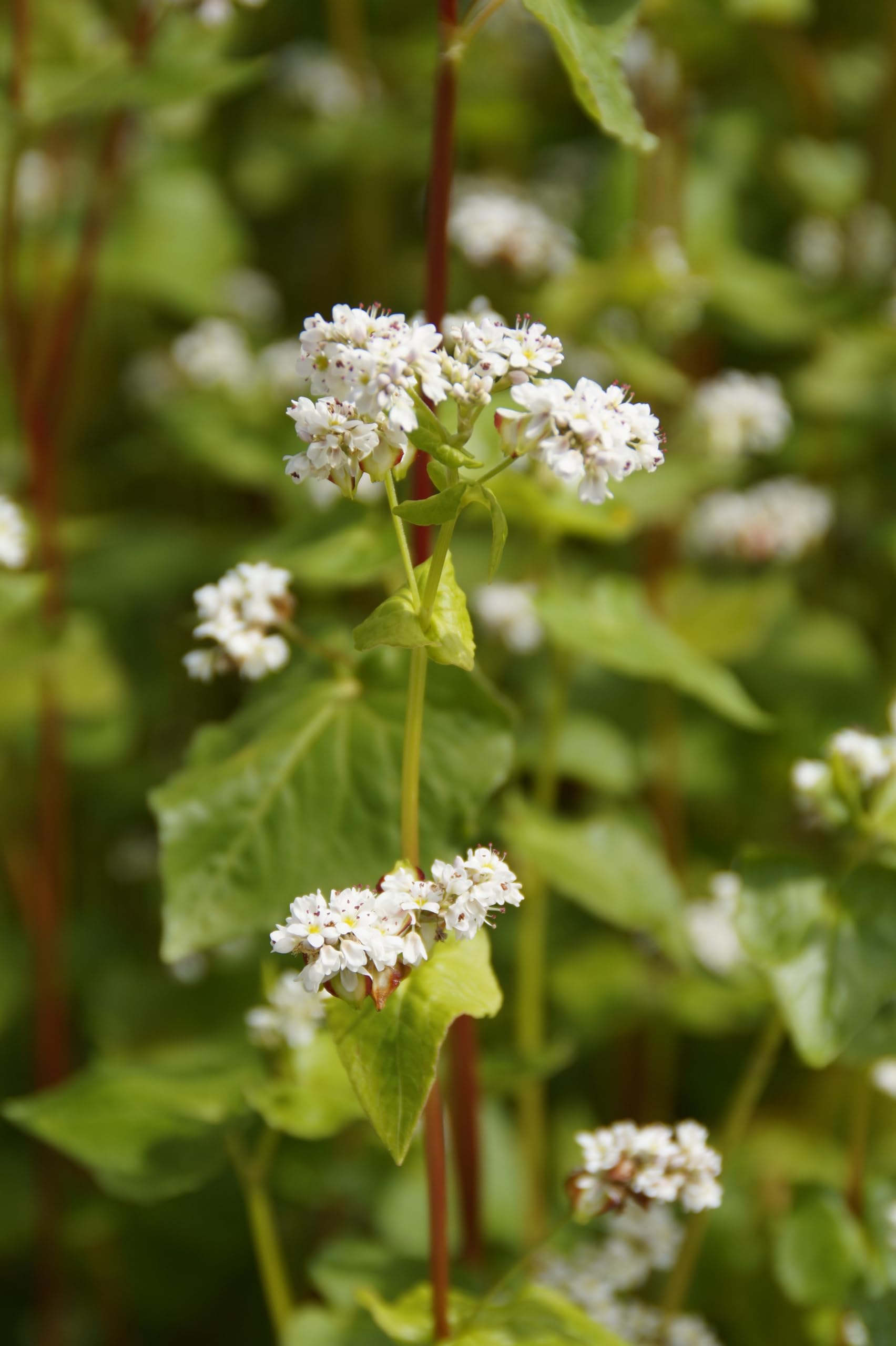 Echter Buchweizen (Fagopyrum esculentum) Samen. Glutenfrei !! Superfood !! (20000 Samen = 600,0g)